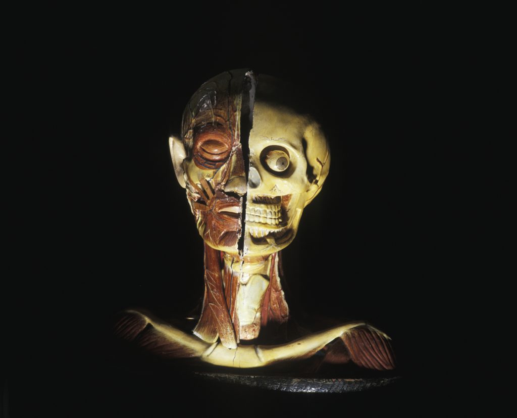 Anatomical model of a human head and shoulders made of painted plaster and papier-mache and mounted on an oval wooden base. The model shows a bisected head. One side shows the muscles, veins and nerves with a closed eye and skin covered ear, while the other side shows the skeletal structure including eyeball and teeth, with roots and nerves. Both sides of the neck and shoulders show the collar bone with muscles and veins. There are two cylindrical holes on both ends of the mount and there is some cracking to the paint all over the model.